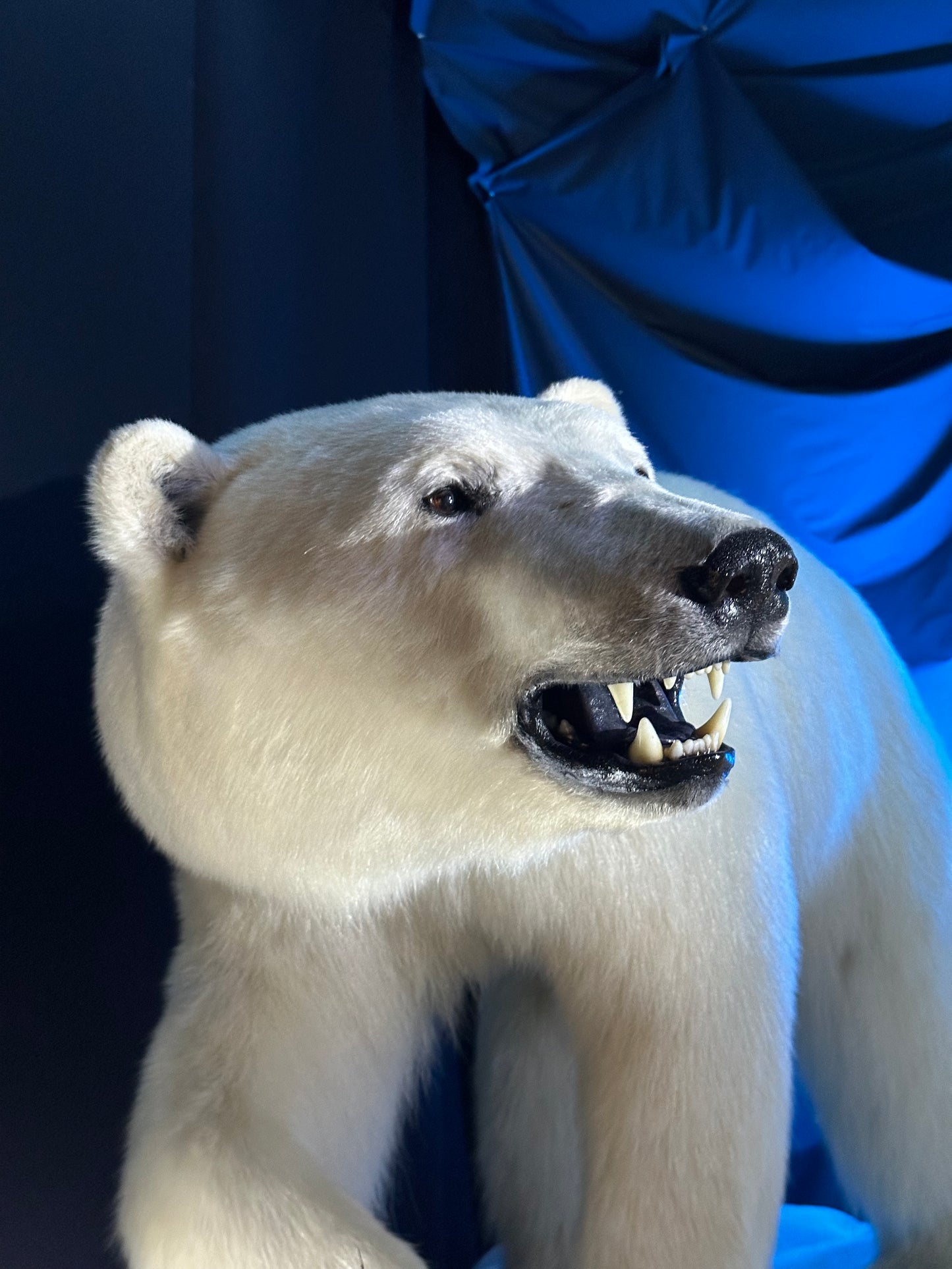 MOUNTS - POLAR BEAR