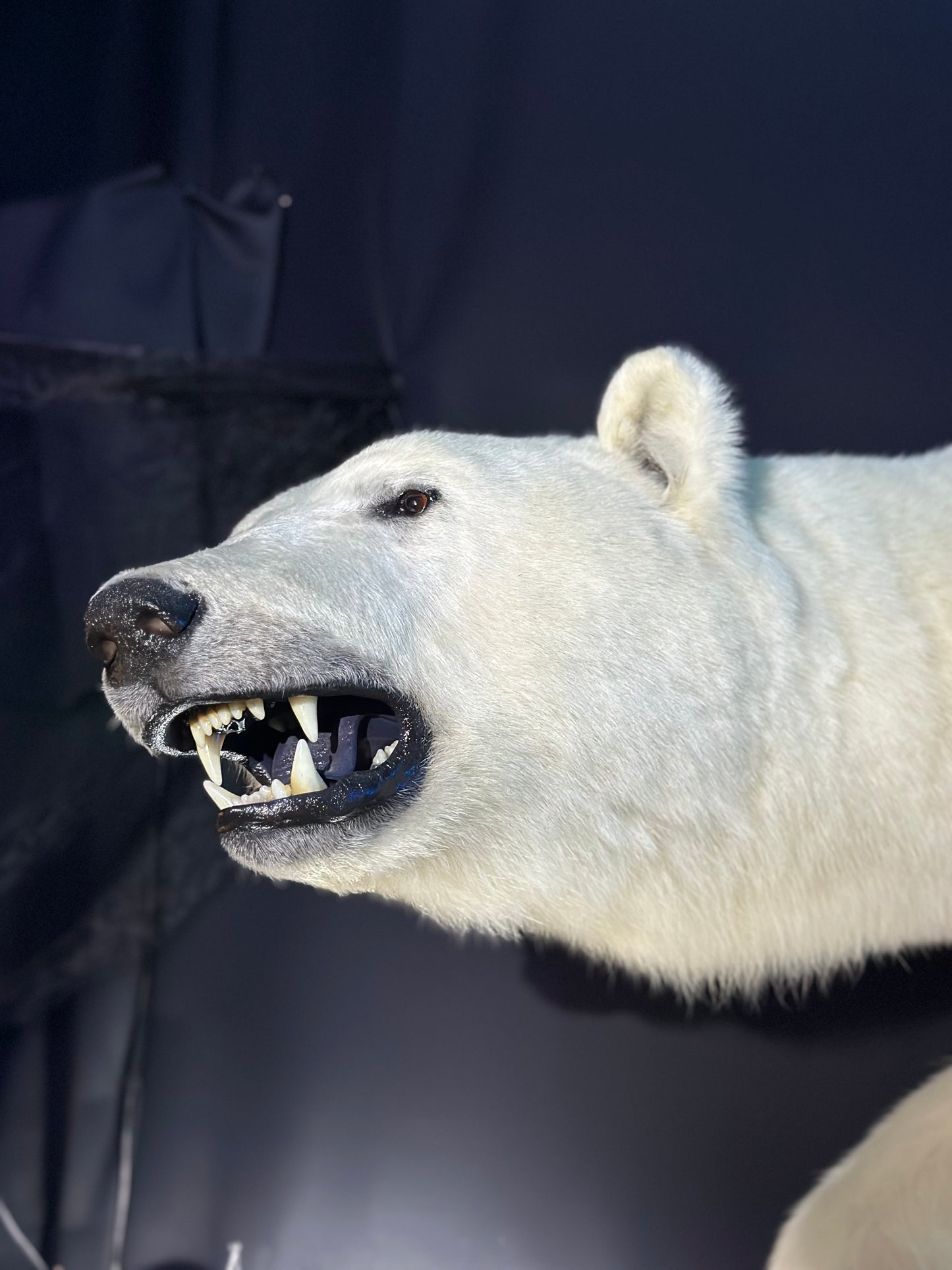 MOUNTS - POLAR BEAR