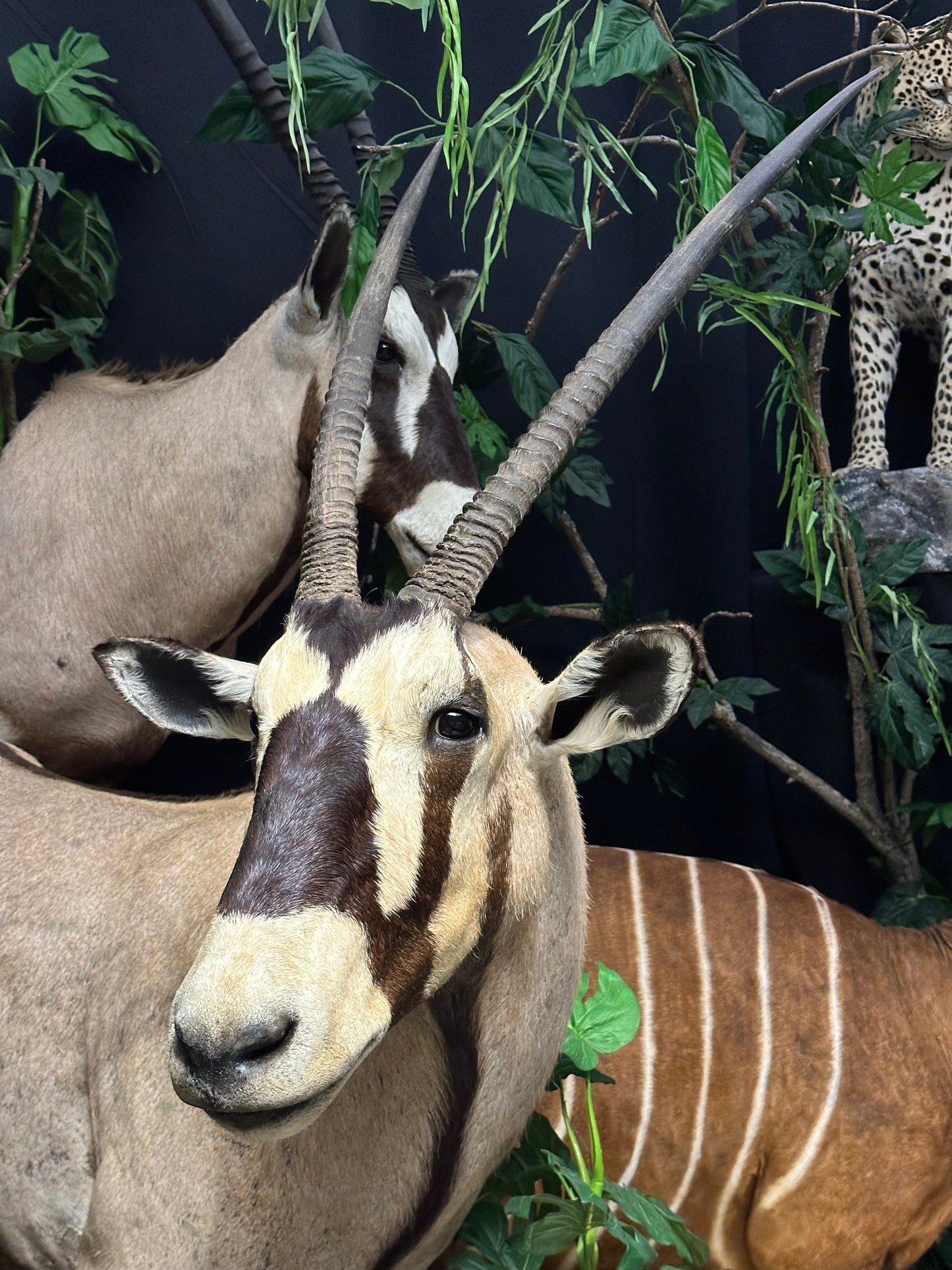 Mounts - Oryx