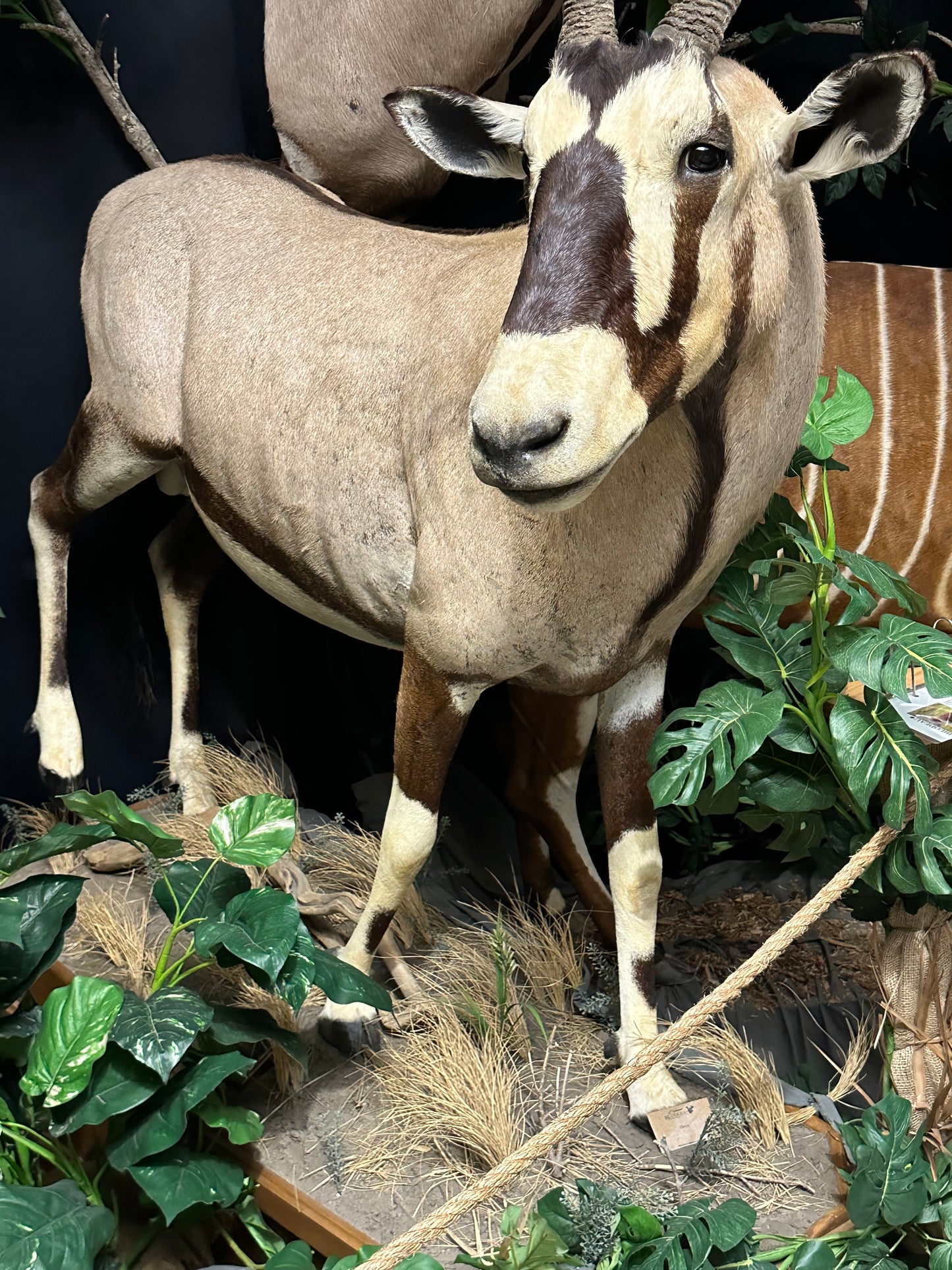 Mounts - Oryx