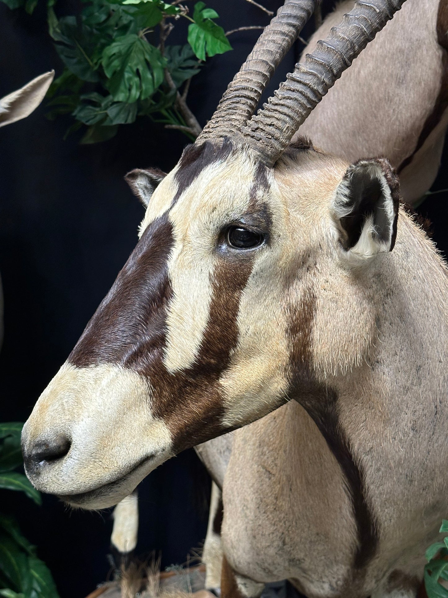 Mounts - Oryx