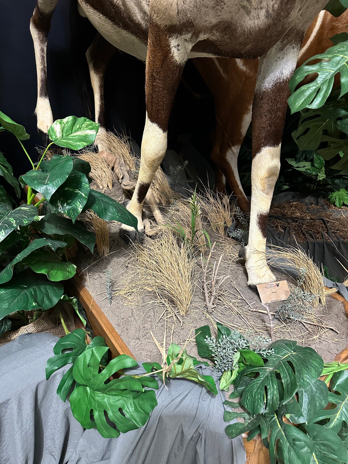 Mounts - Oryx