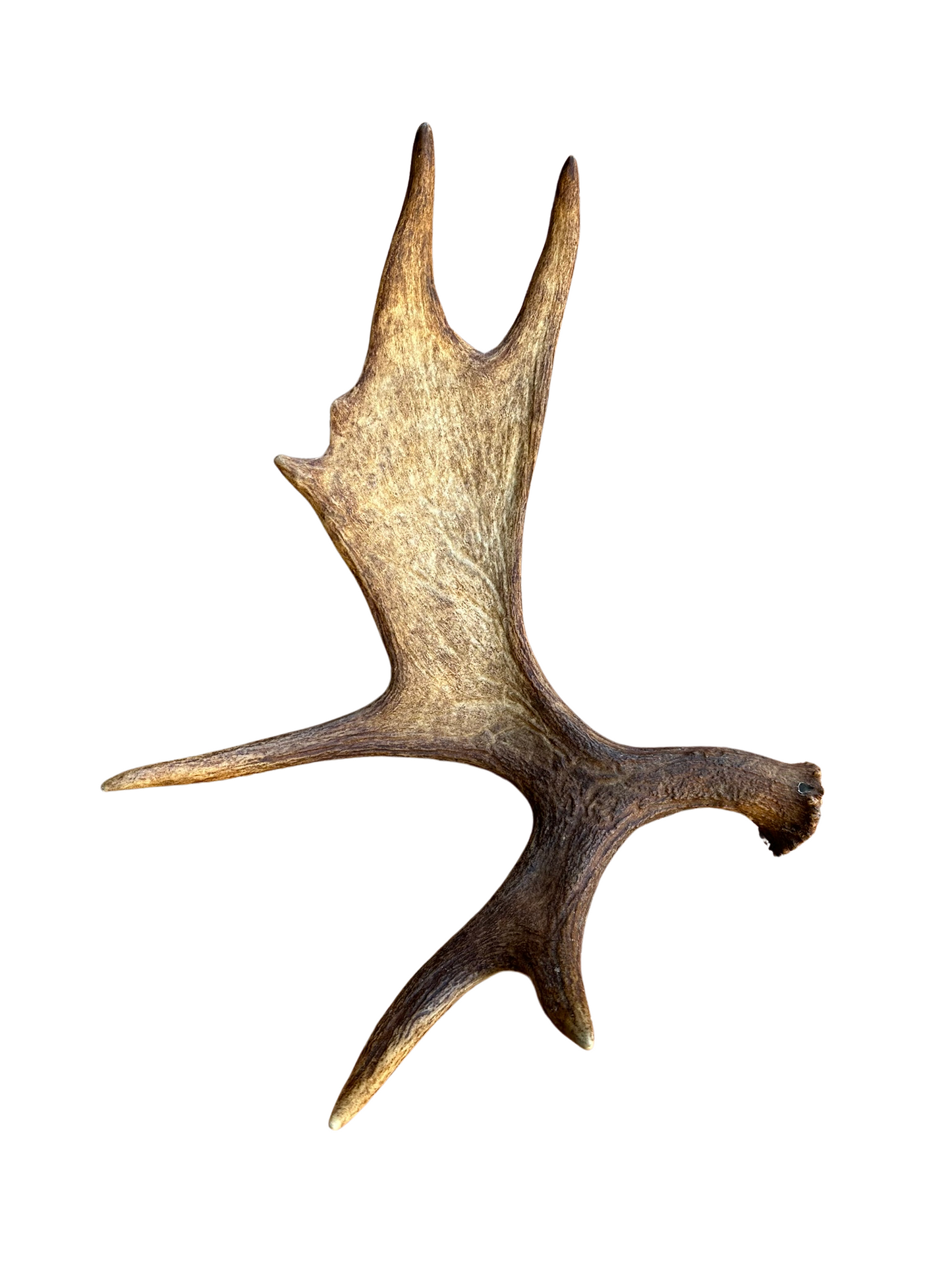 Antlers - Grade A Moose