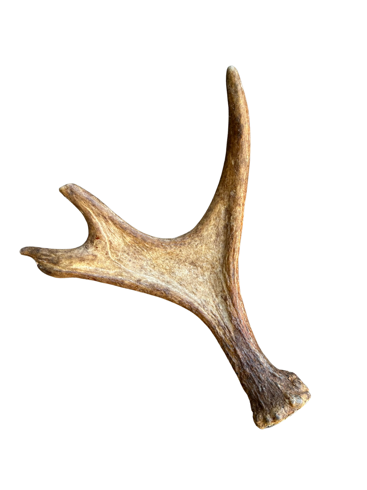 Antlers - Grade A Moose