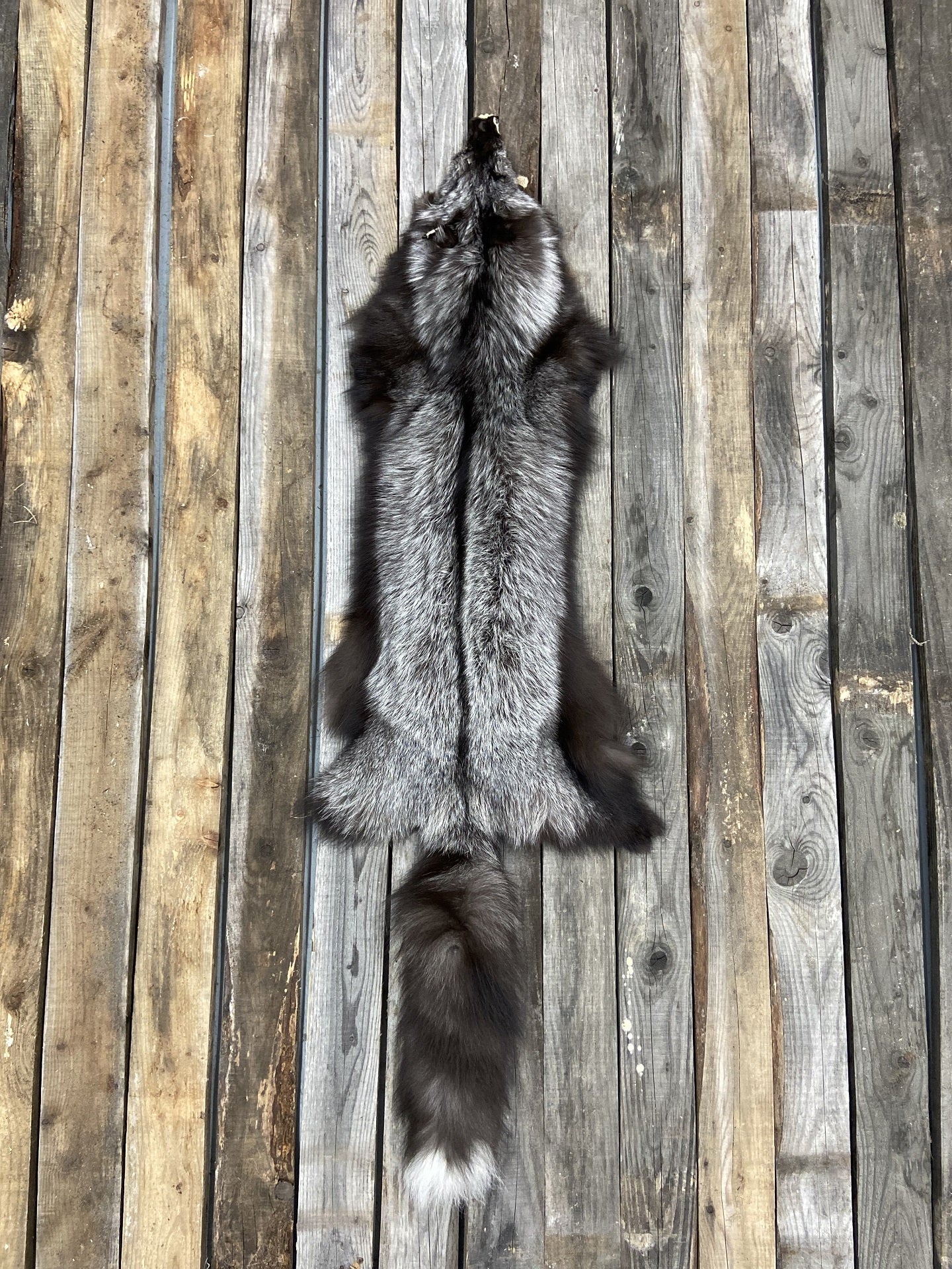 Renard argenté de forêt