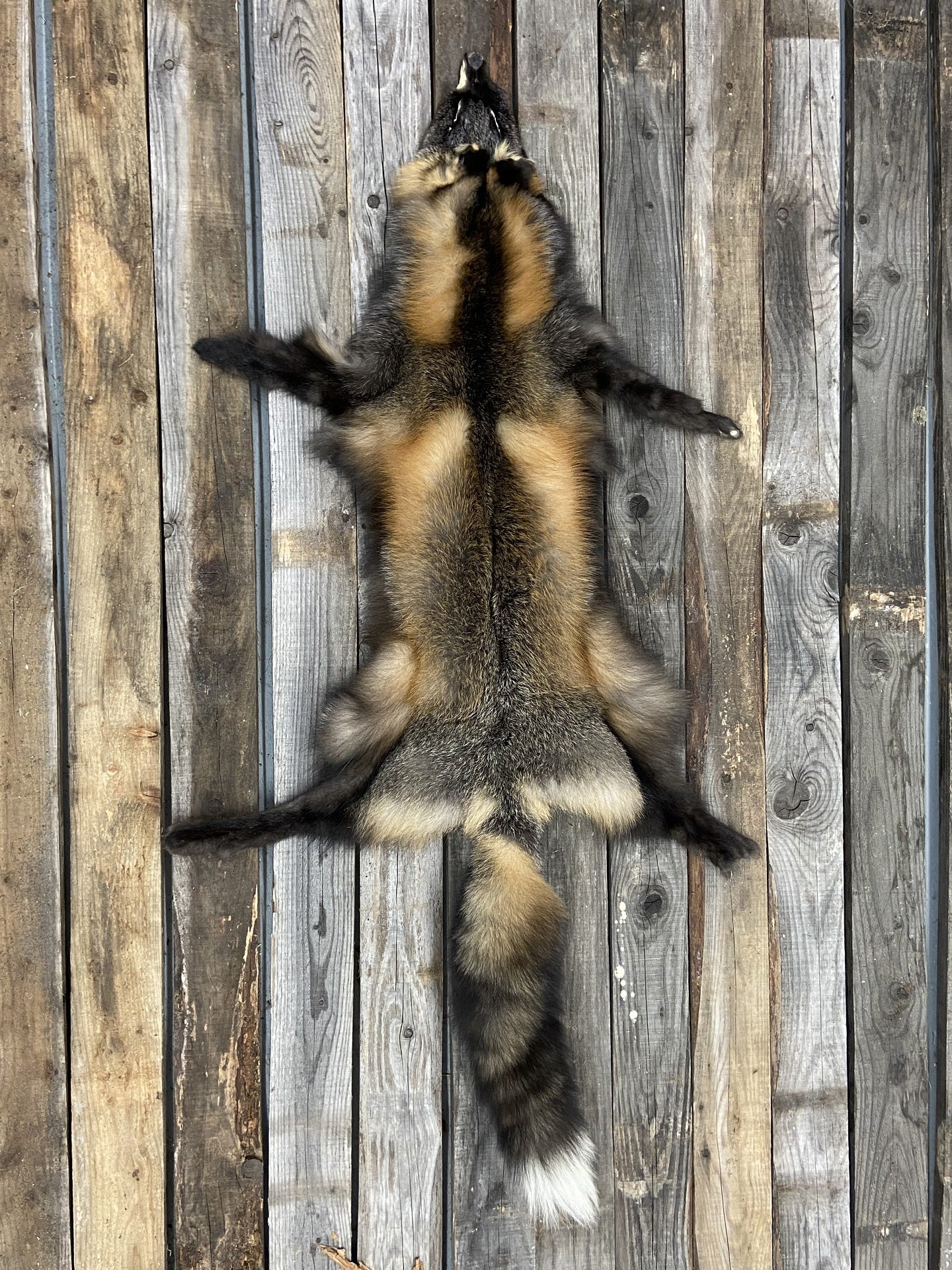 Renard croisé de forêt