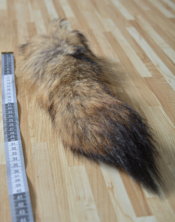 Coyote Tails