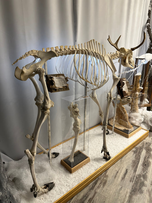 Complete Skeleton - Moose