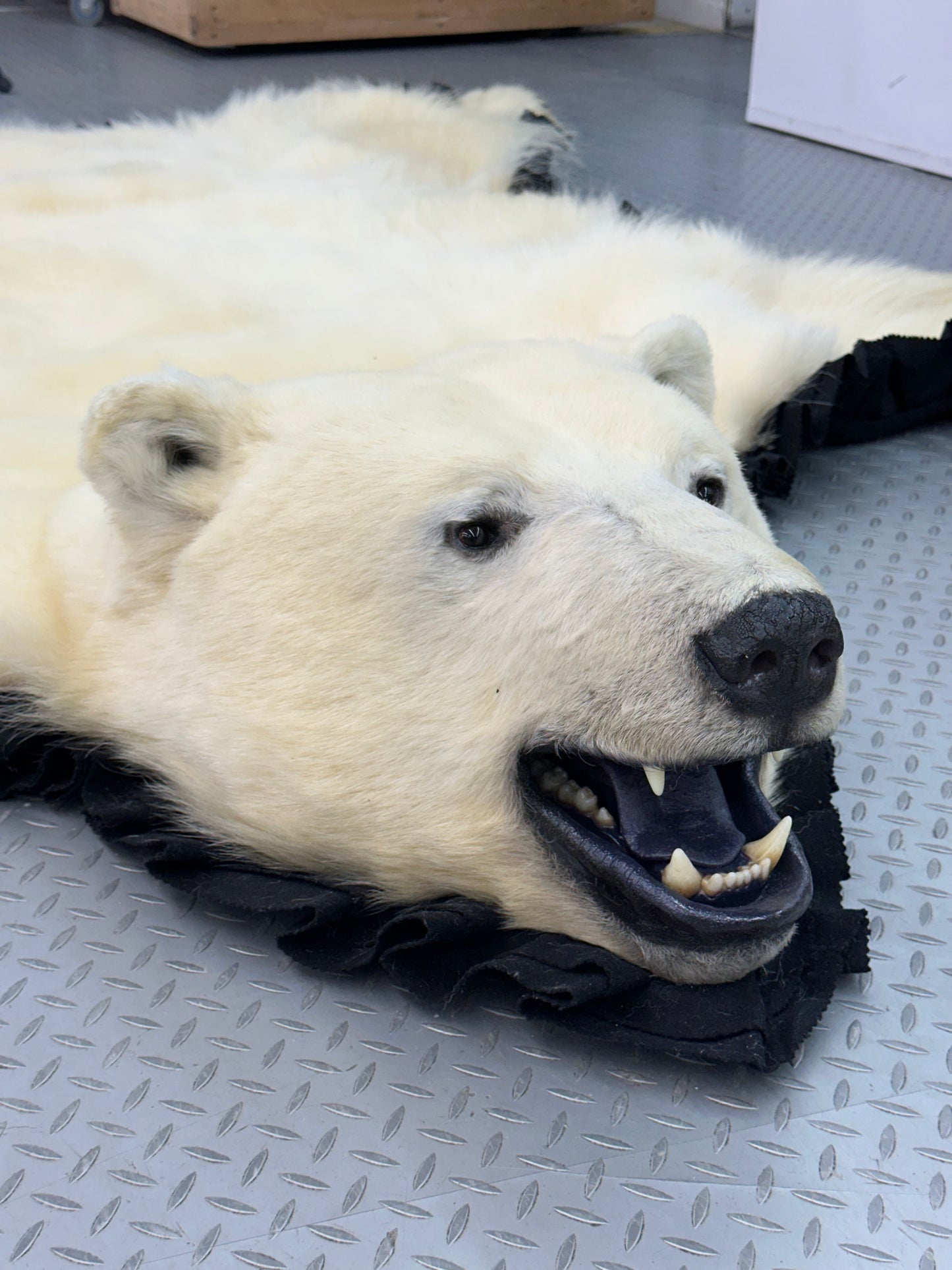 Rugs - Polar Bear #0051
