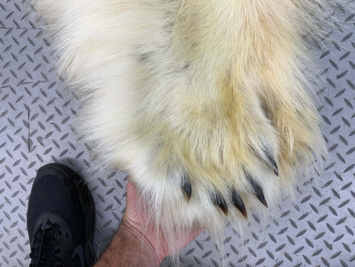 Peau - Ours Polaire #25339