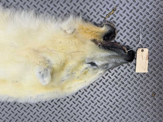 Dressed Skin - Polar Bear #26381