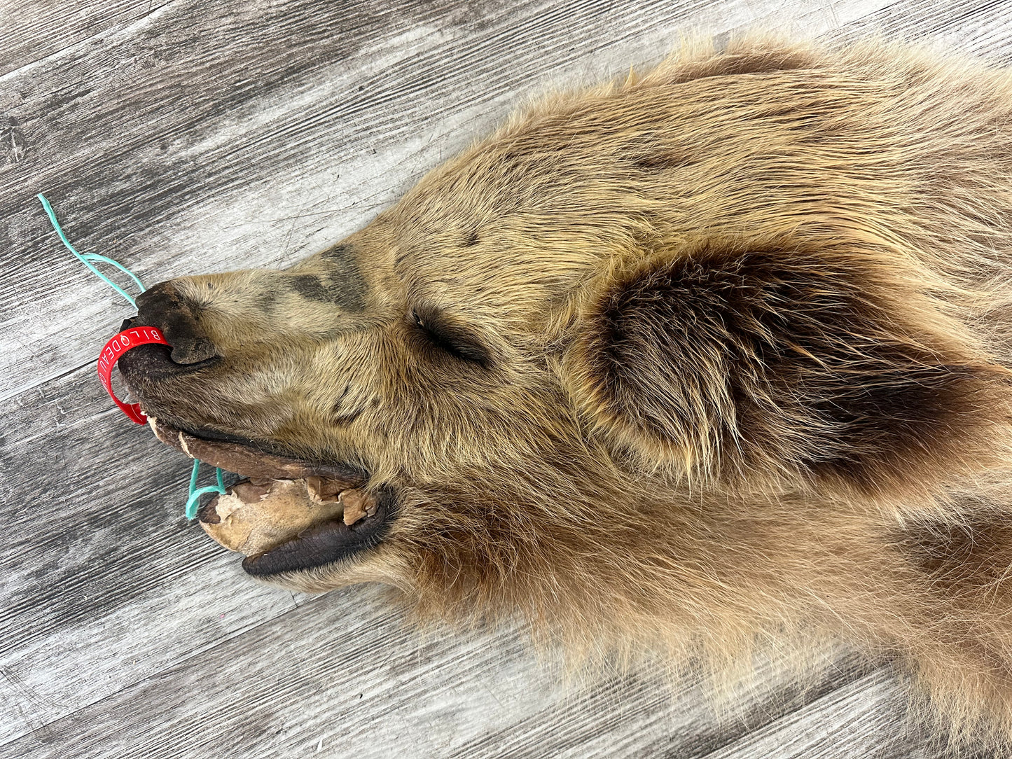DRESSED SKIN - GRIZZLY - #0000664