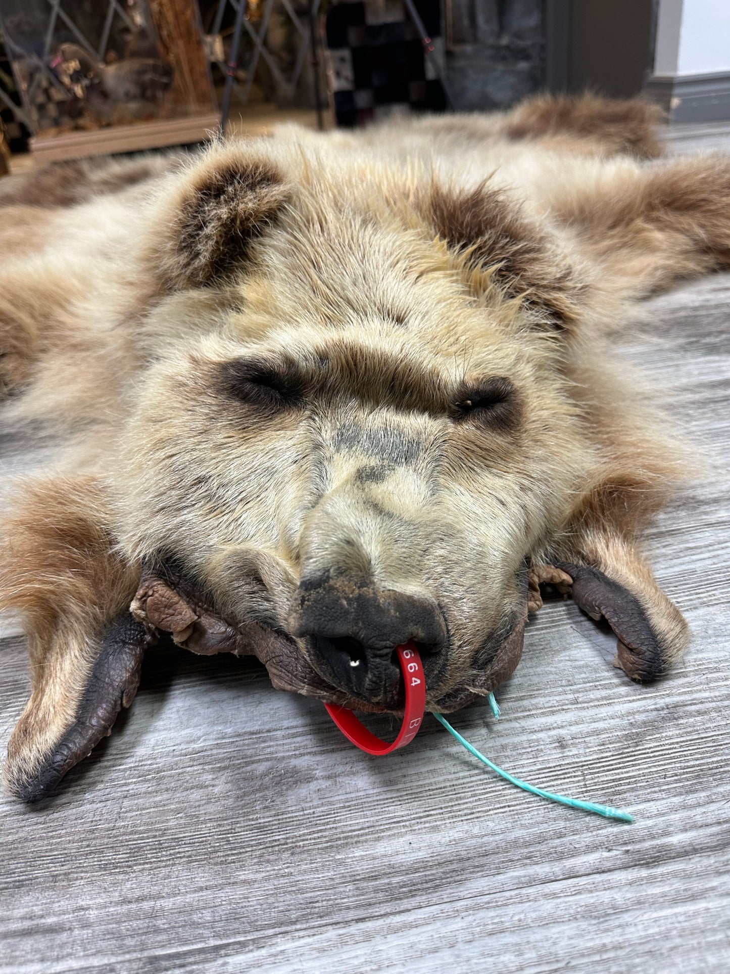 DRESSED SKIN - GRIZZLY - #0000664
