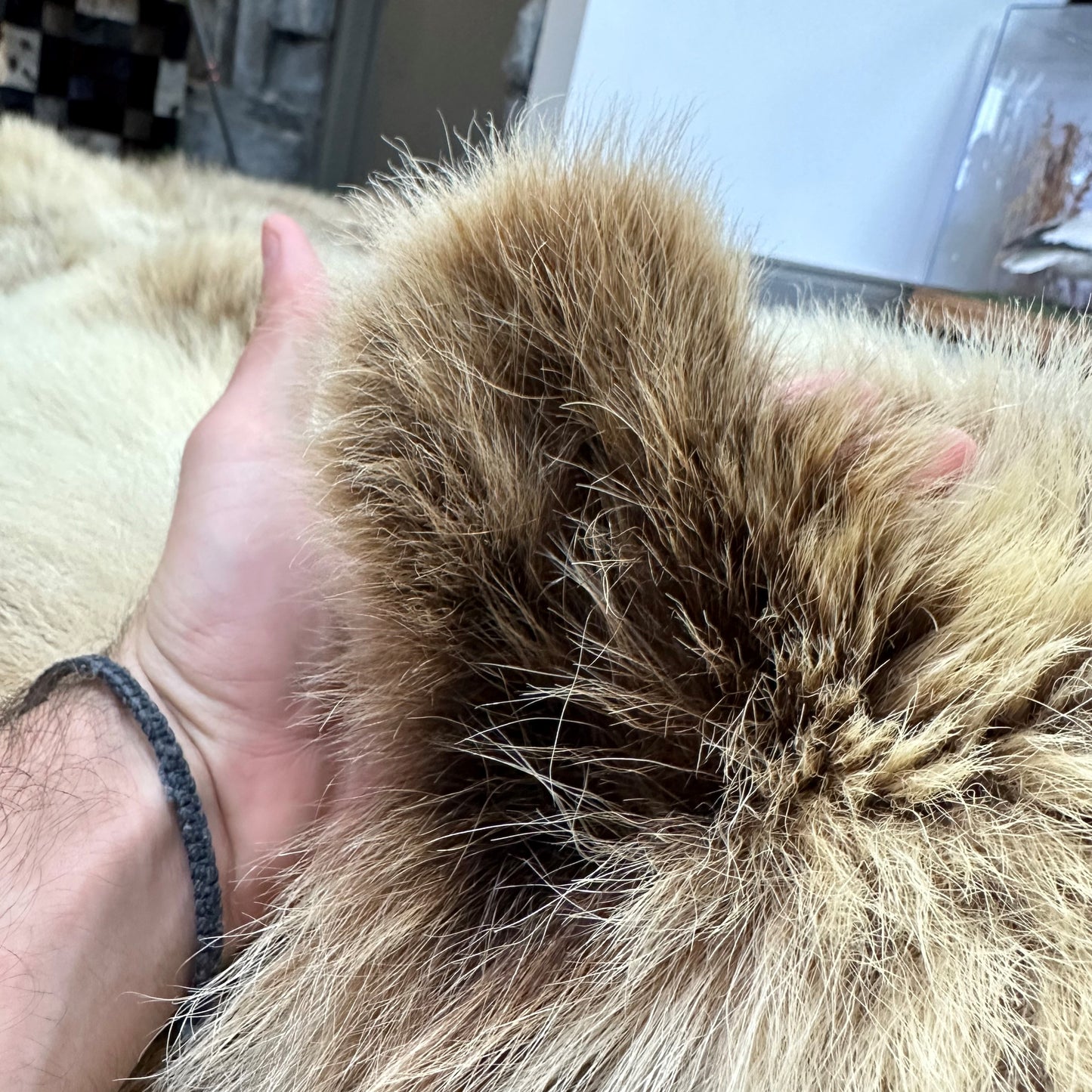 DRESSED SKIN - GRIZZLY - #0000664