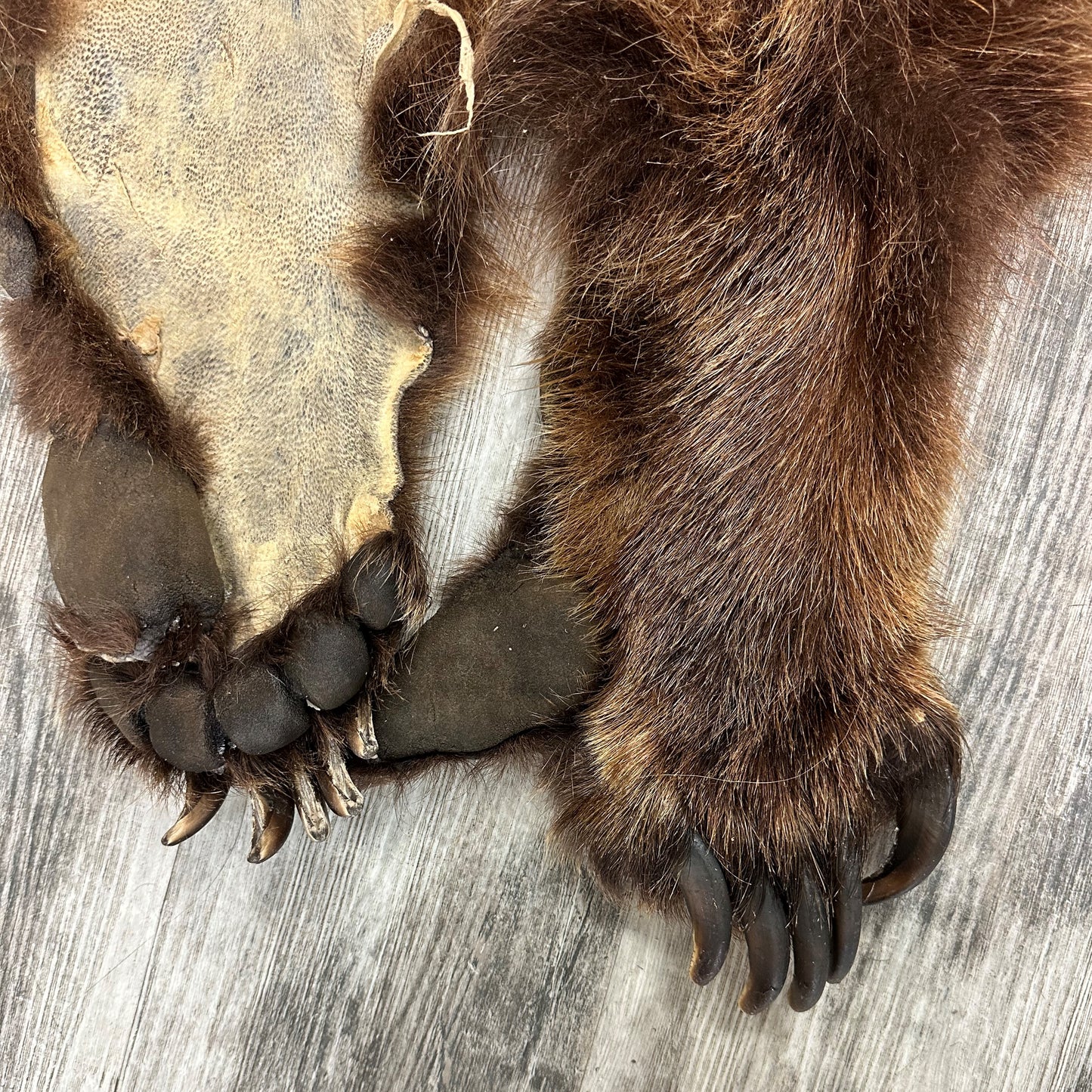 DRESSED SKIN - GRIZZLY - #0000664