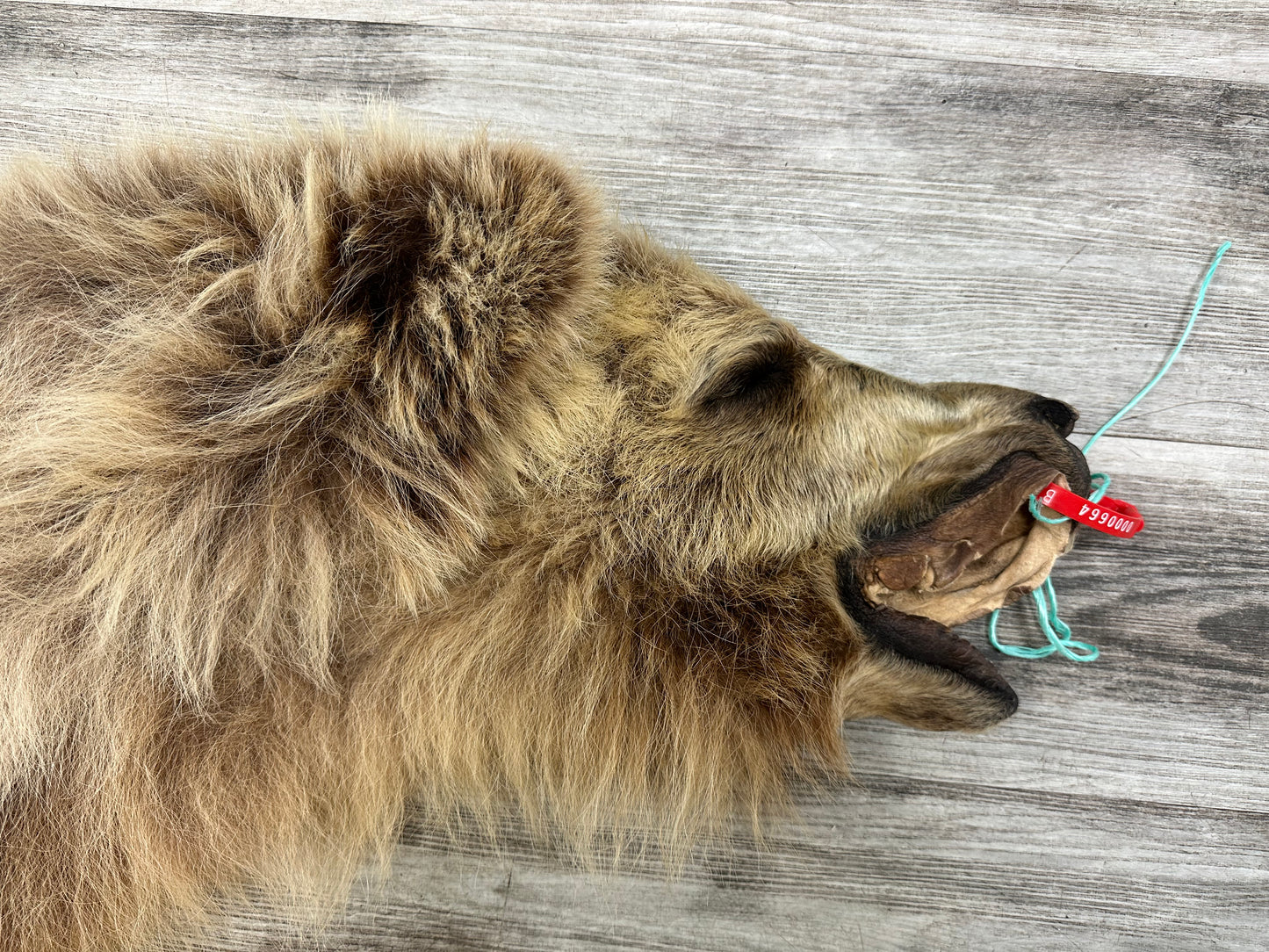 DRESSED SKIN - GRIZZLY - #0000664