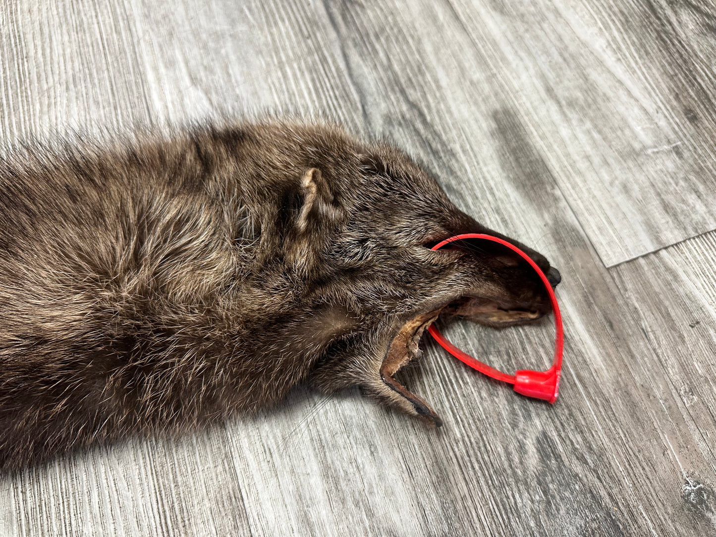 Peau - Pekan #0000884