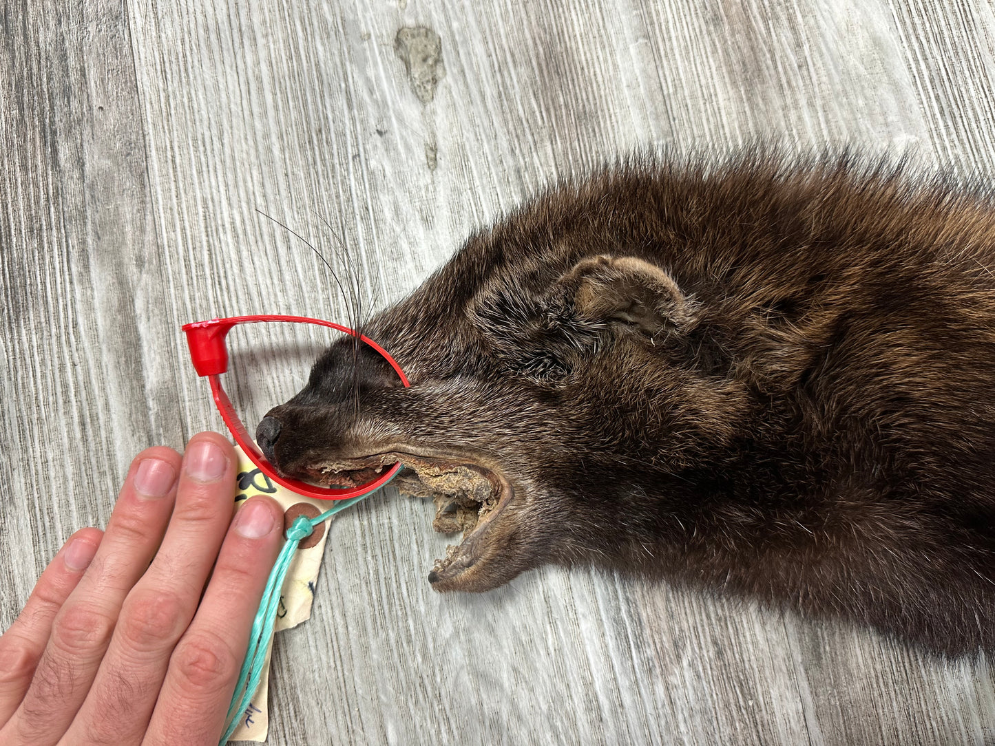 Peau - Pekan #0000935