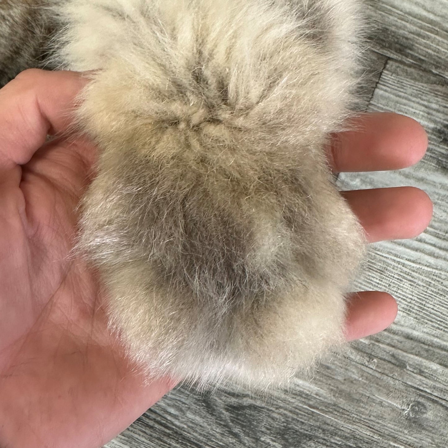 PEAU - LYNX #0000941