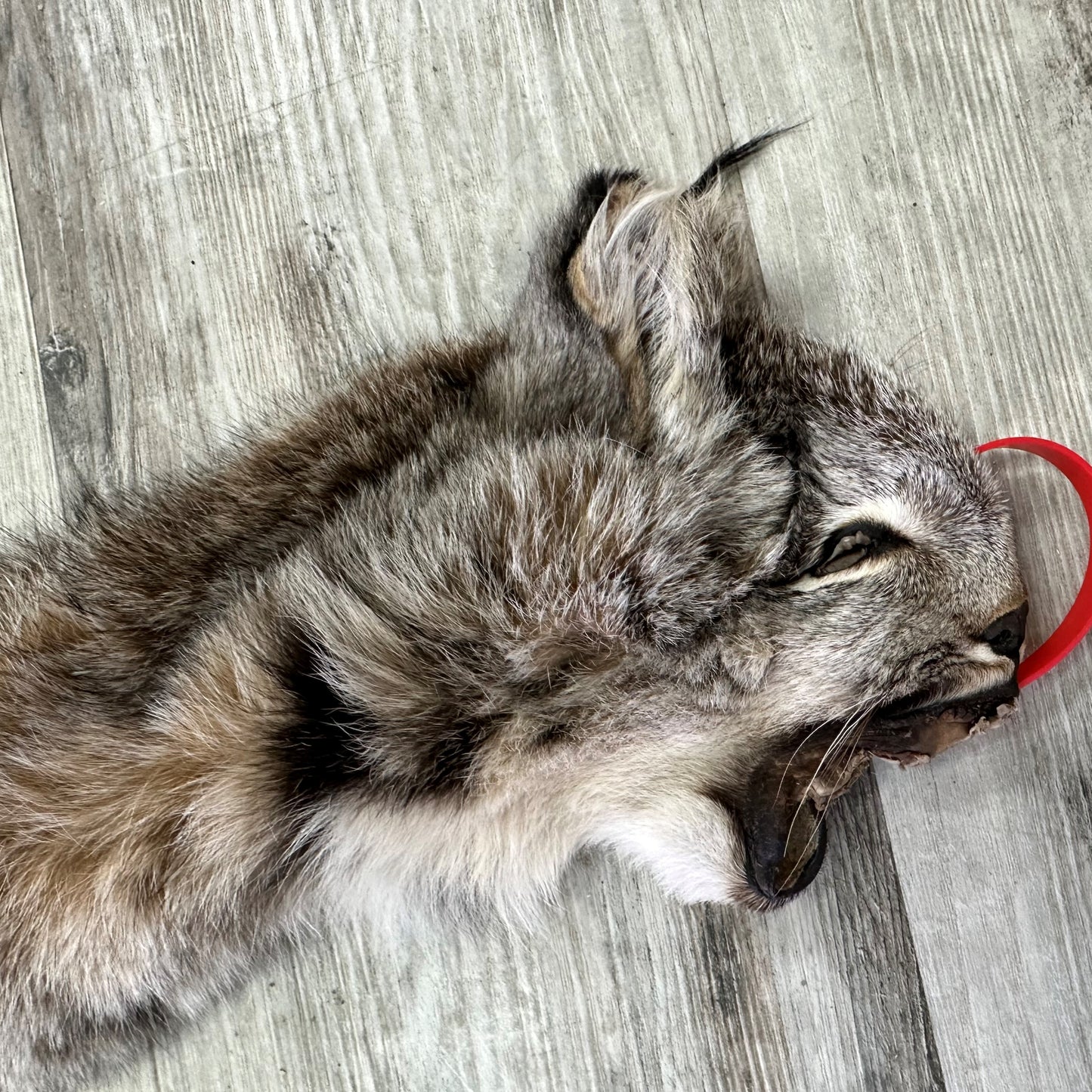 PEAU - LYNX #0000941