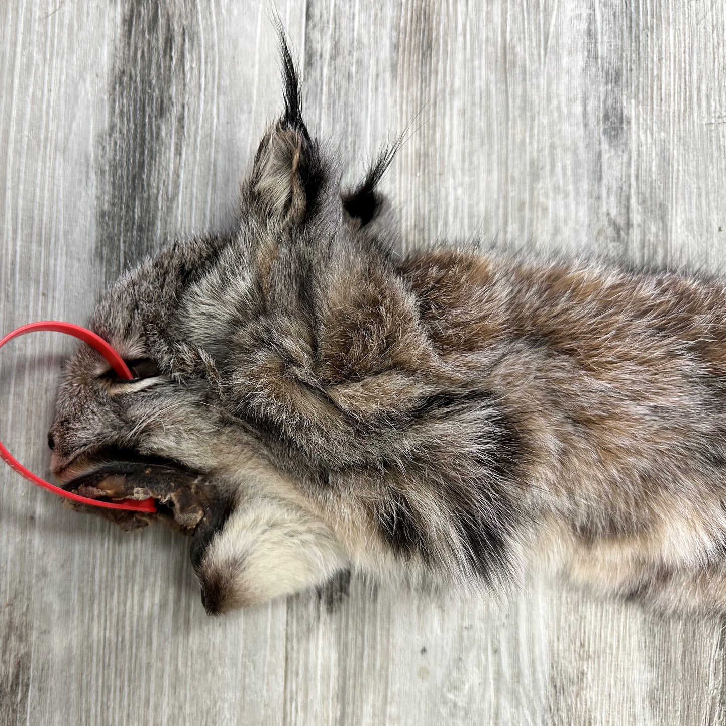 PEAU - LYNX #0000941