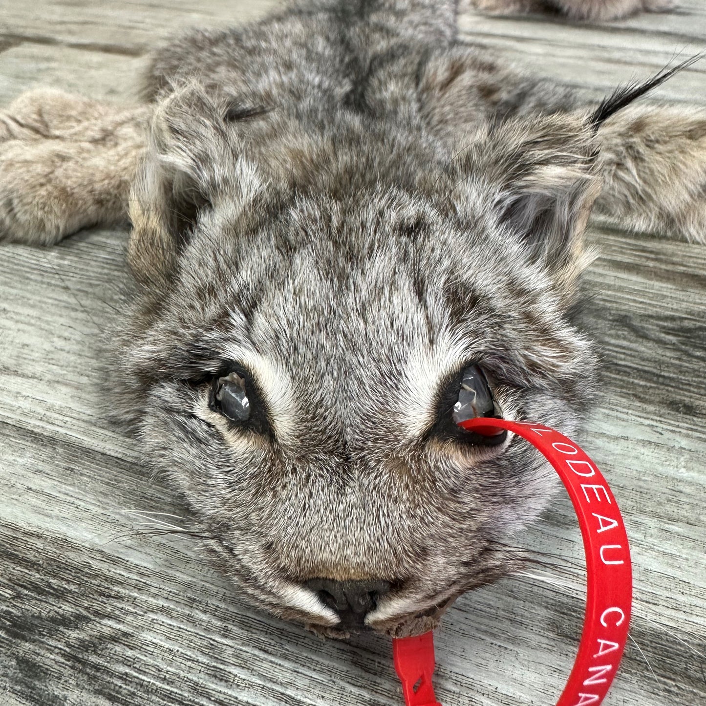 PEAU - LYNX #0000941