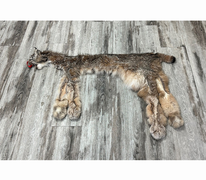 DRESSED SKIN - LYNX - #0000951