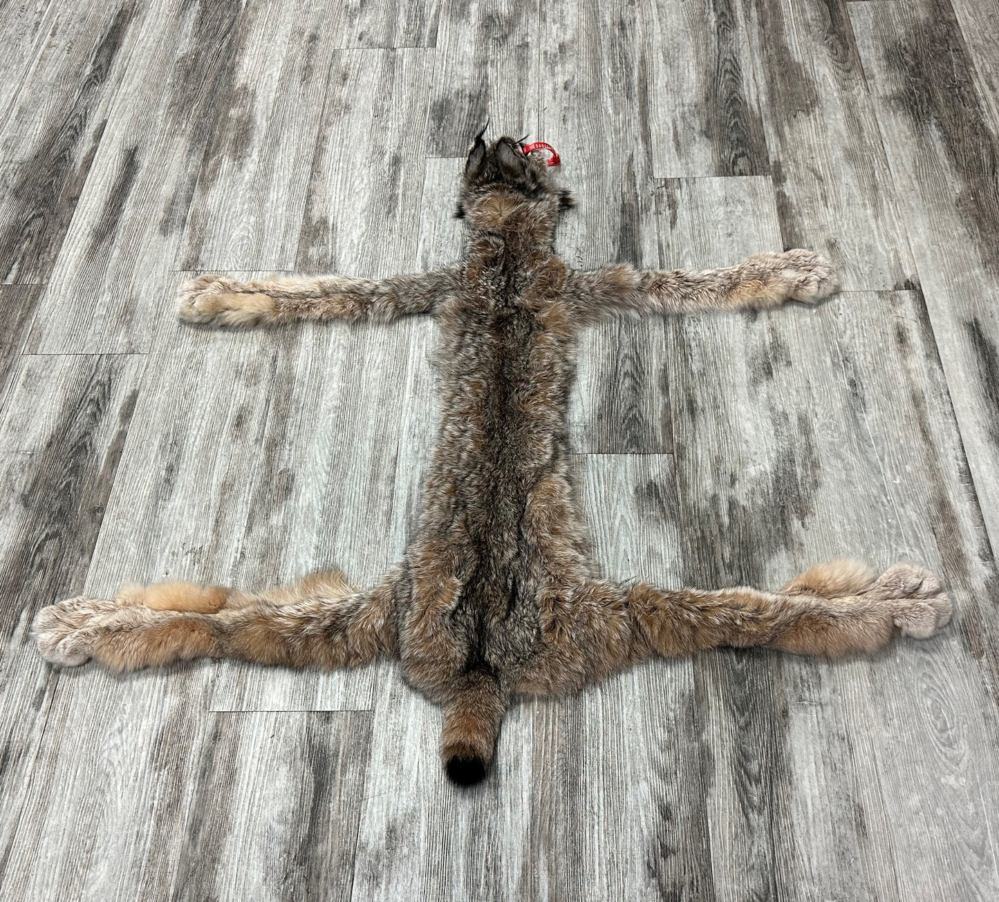DRESSED SKIN - LYNX - #0000951