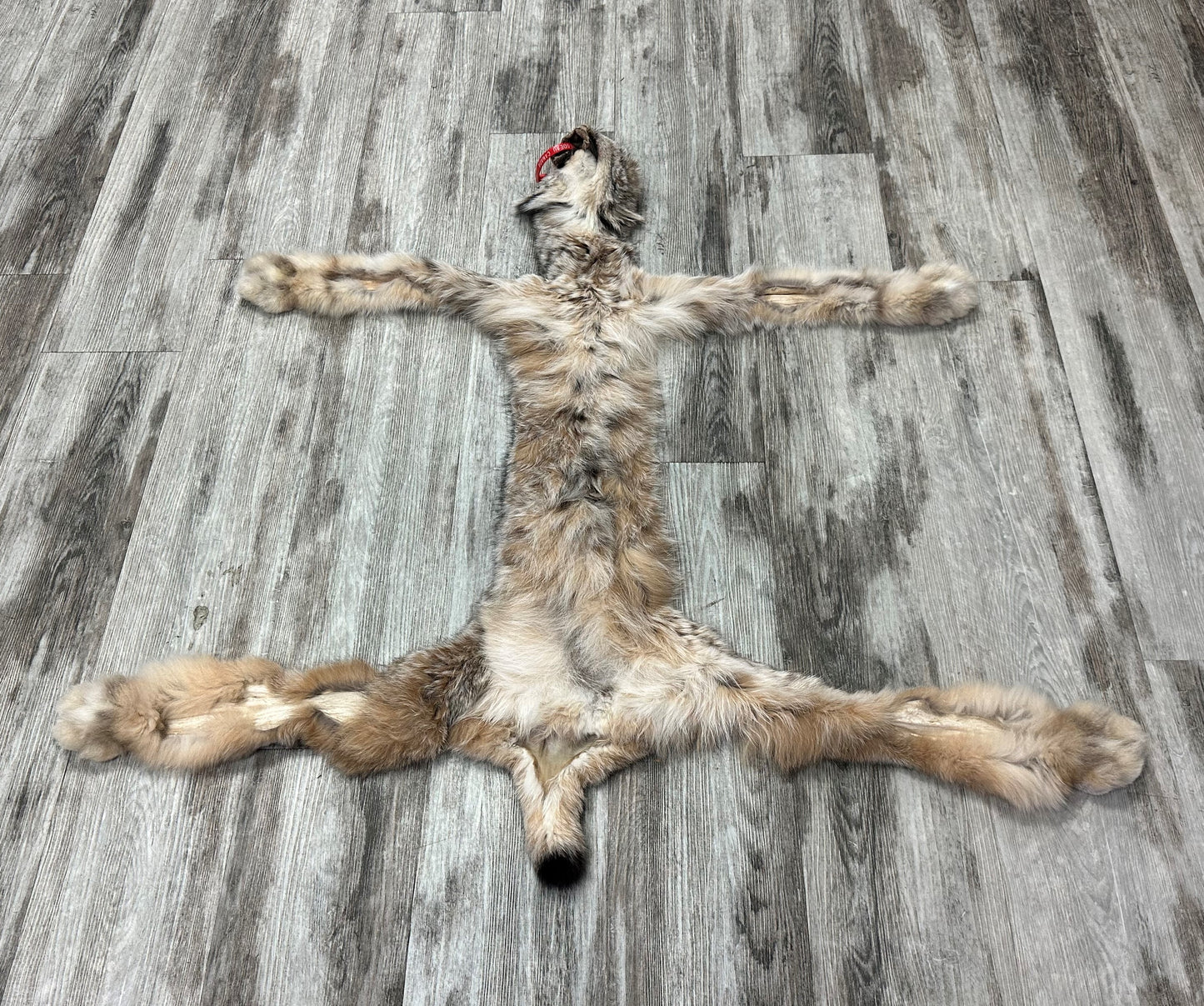 DRESSED SKIN - LYNX - #0000951