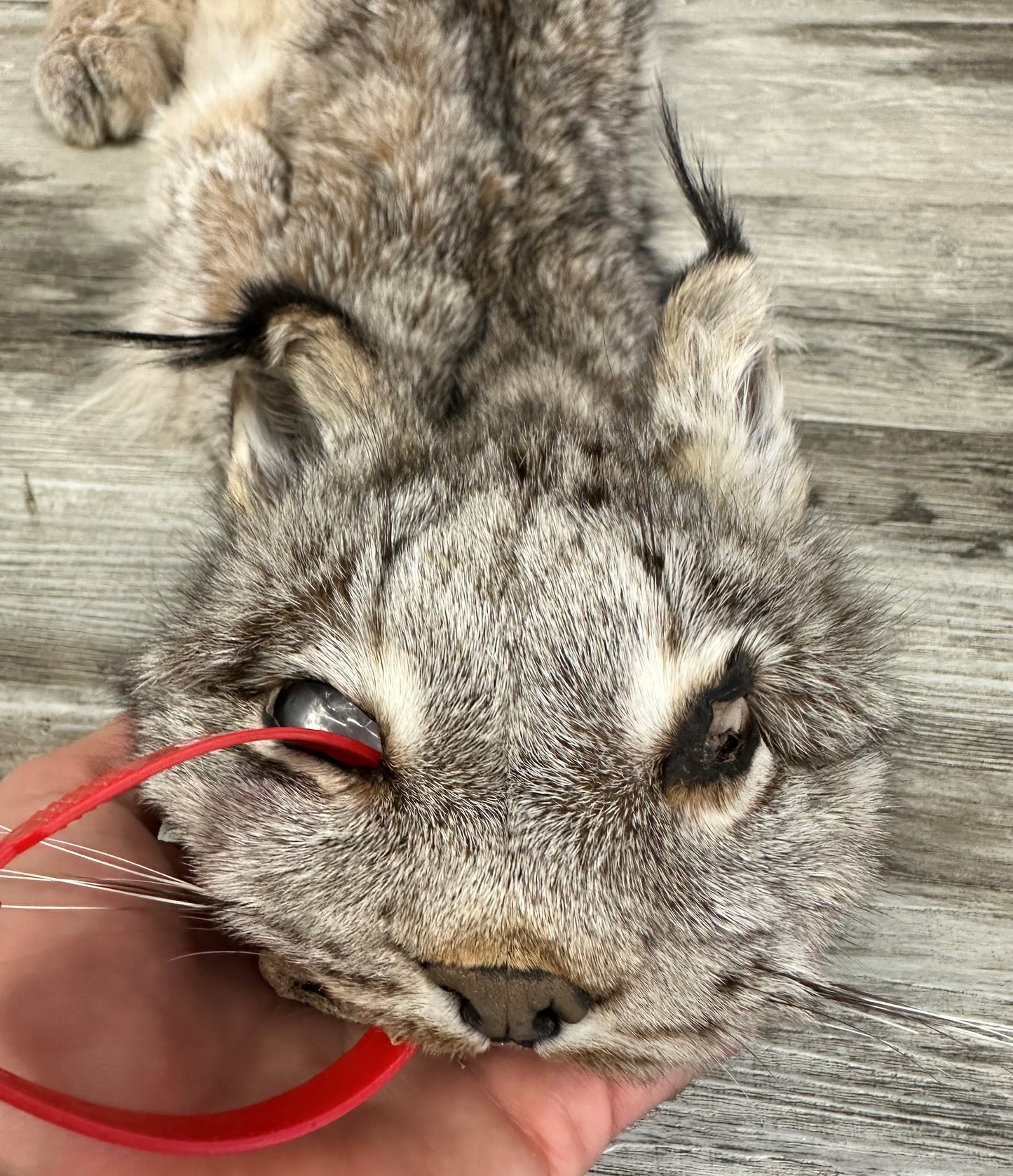 DRESSED SKIN - LYNX - #0000951