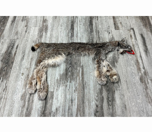 DRESSED SKIN - LYNX - #0000952