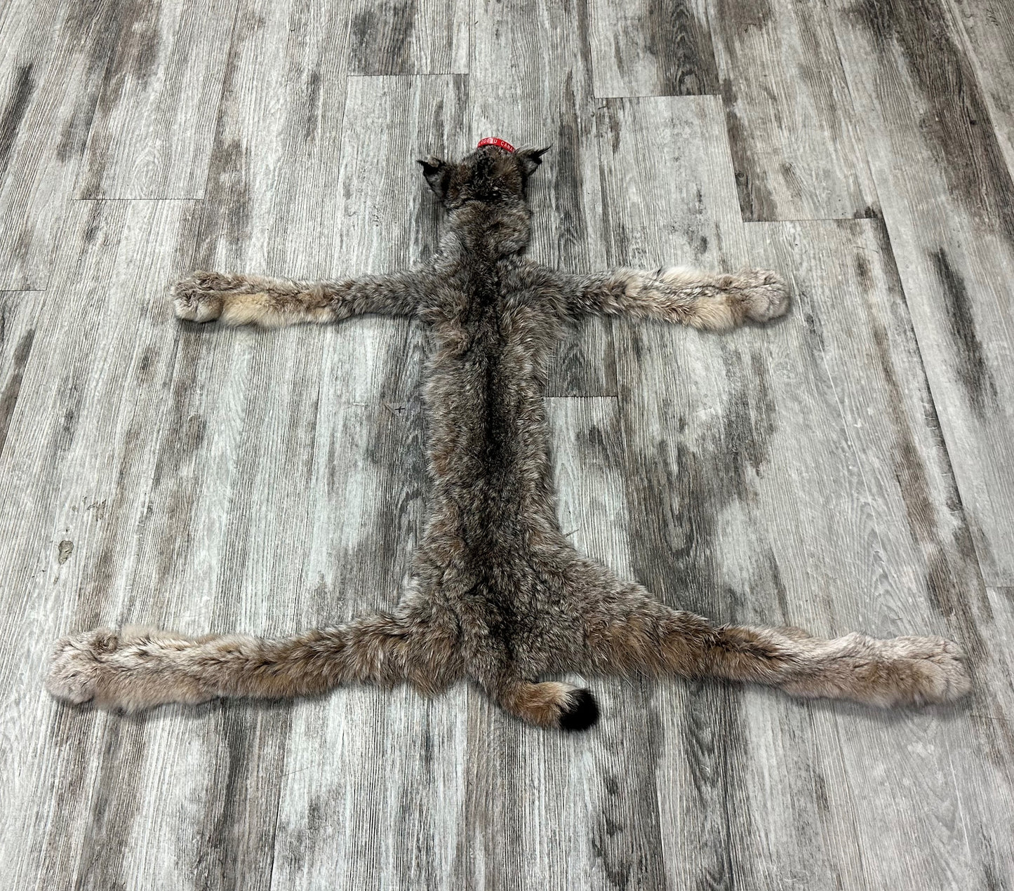 DRESSED SKIN - LYNX - #0000952