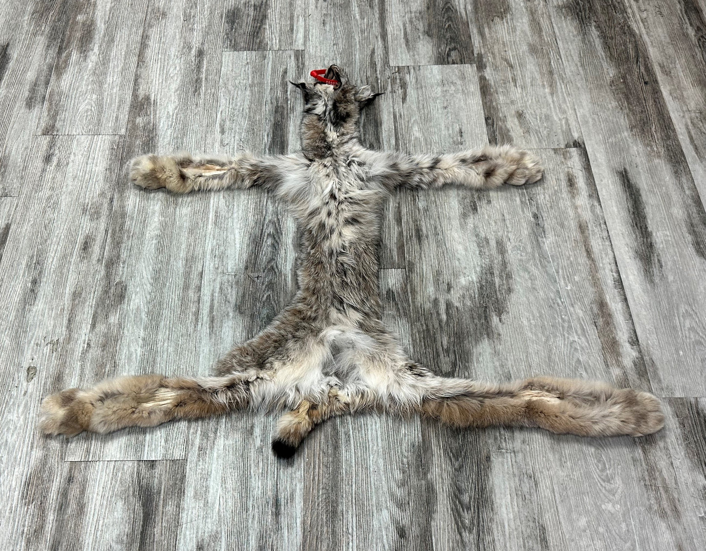 DRESSED SKIN - LYNX - #0000952