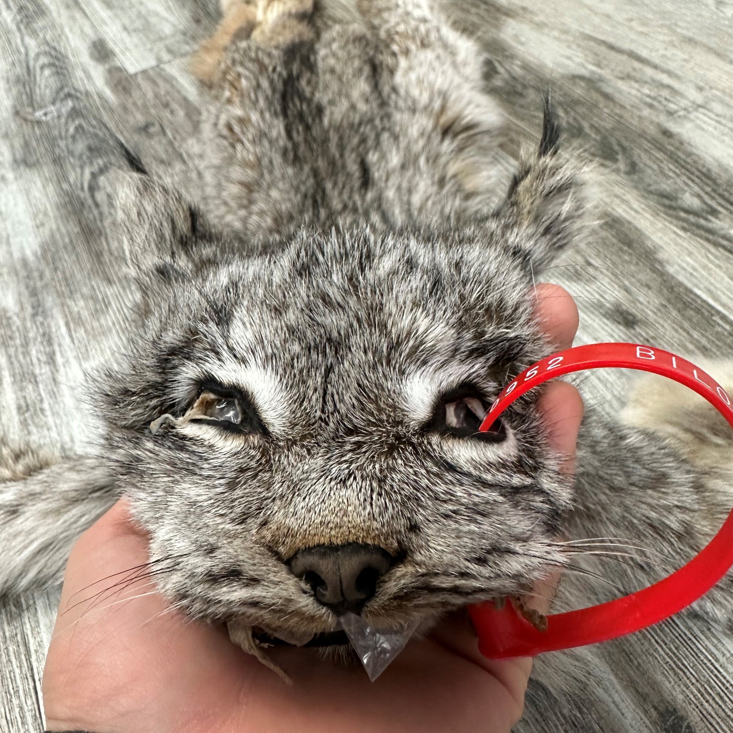 DRESSED SKIN - LYNX - #0000952