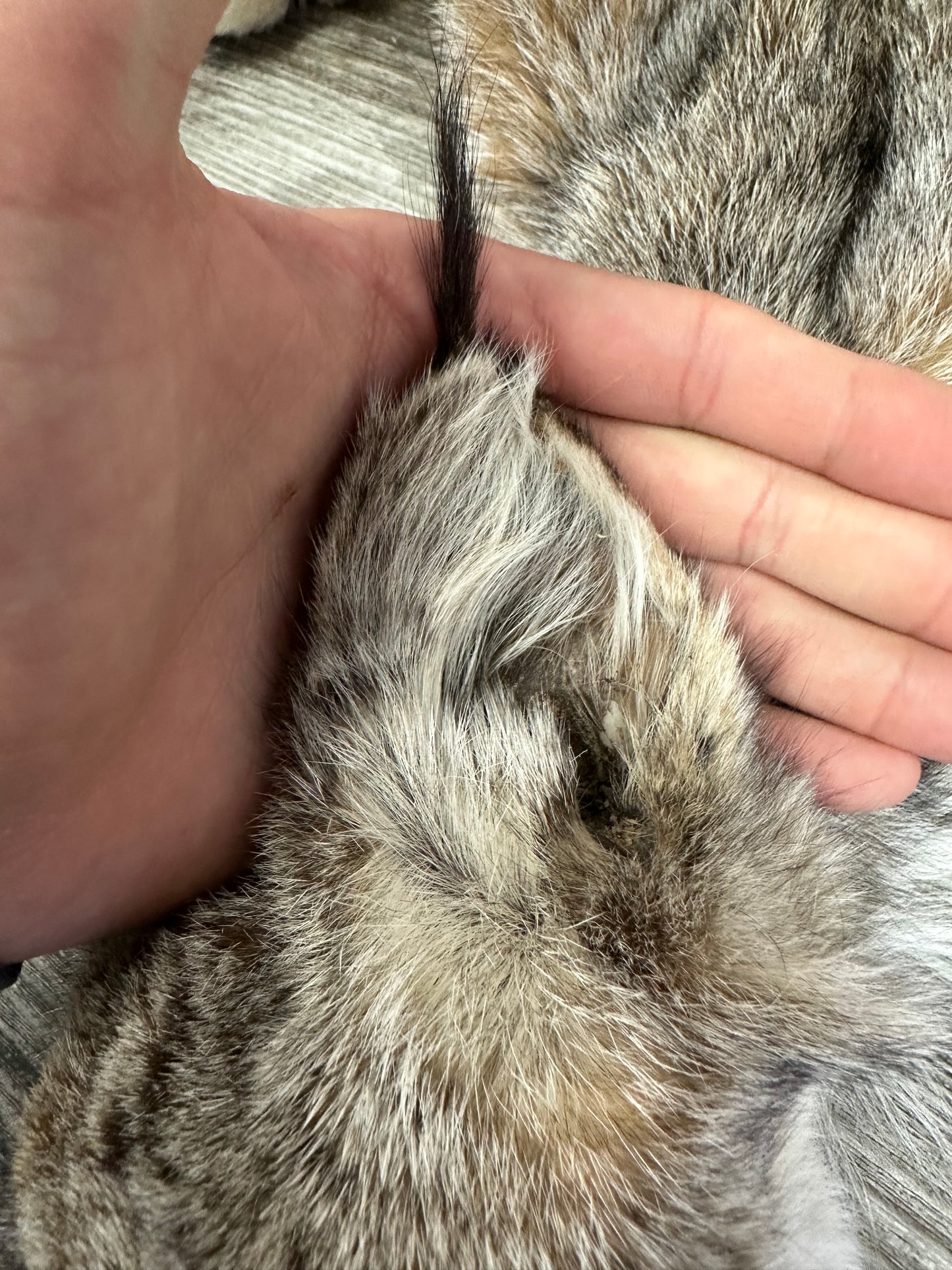 PEAU - LYNX #0000953