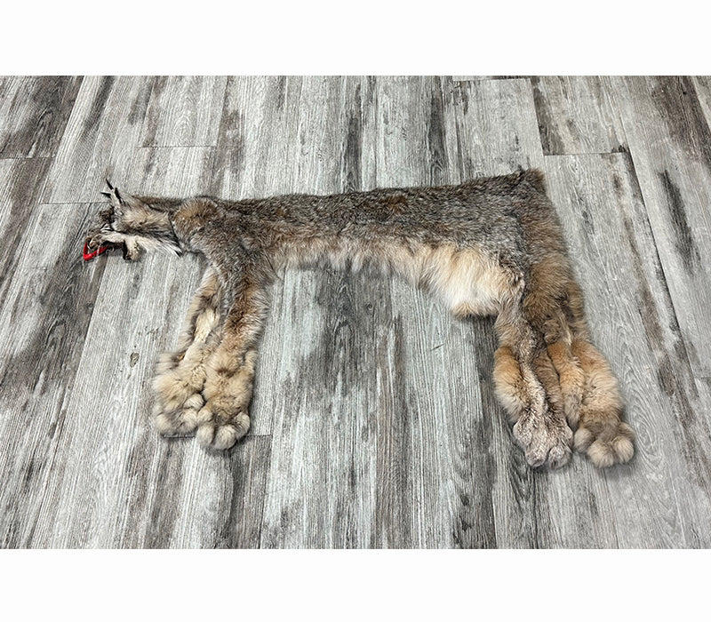 PEAU - LYNX #0000953