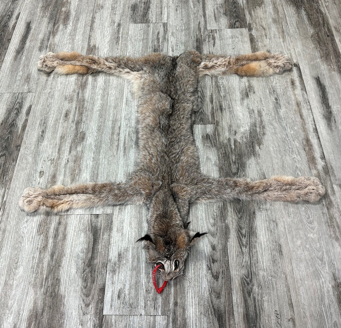 PEAU - LYNX #0000953