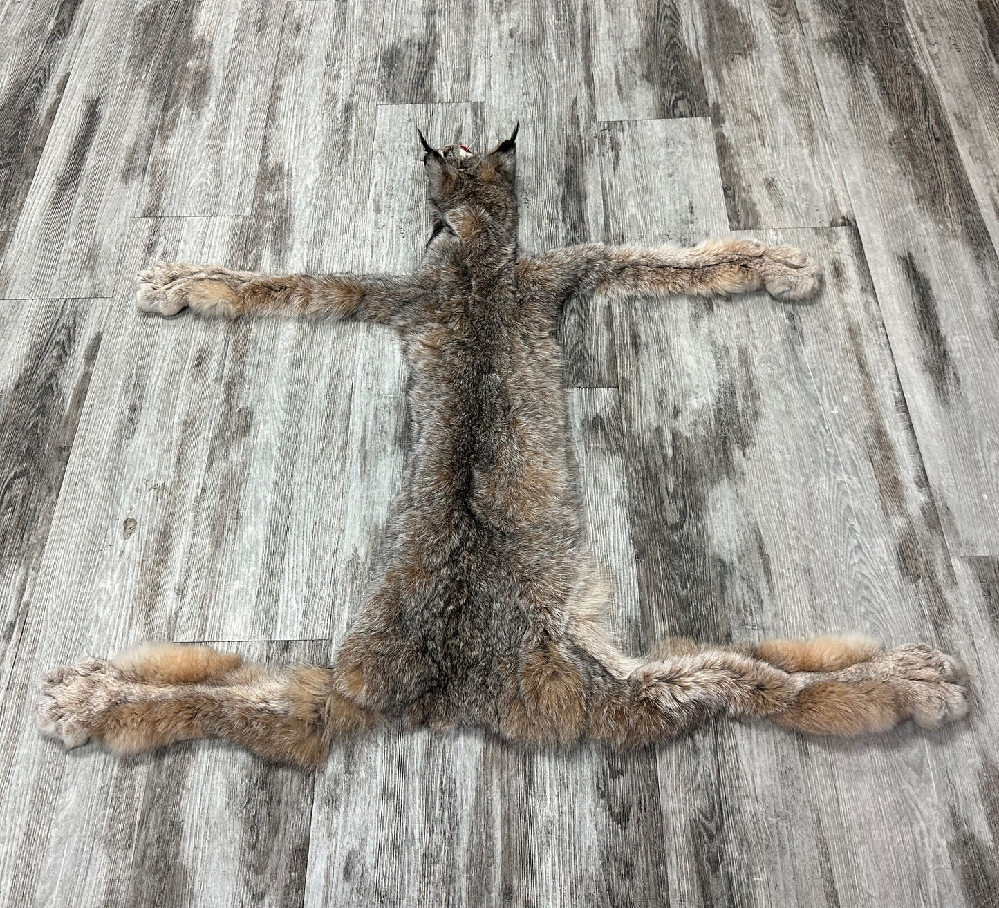 PEAU - LYNX #0000953
