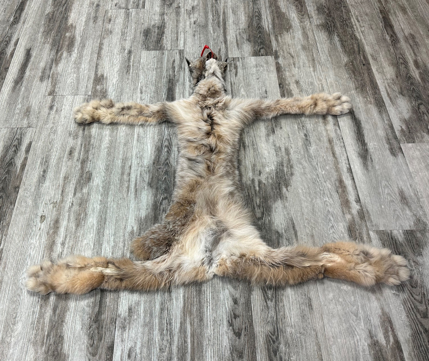 PEAU - LYNX #0000953