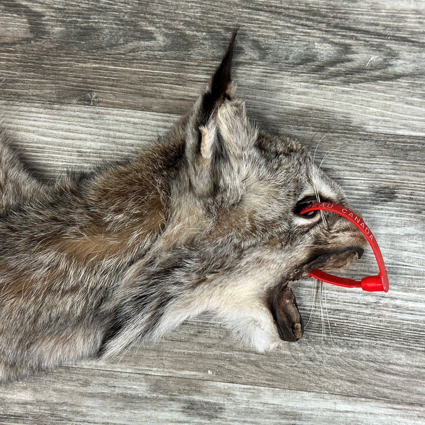 PEAU - LYNX #0000953