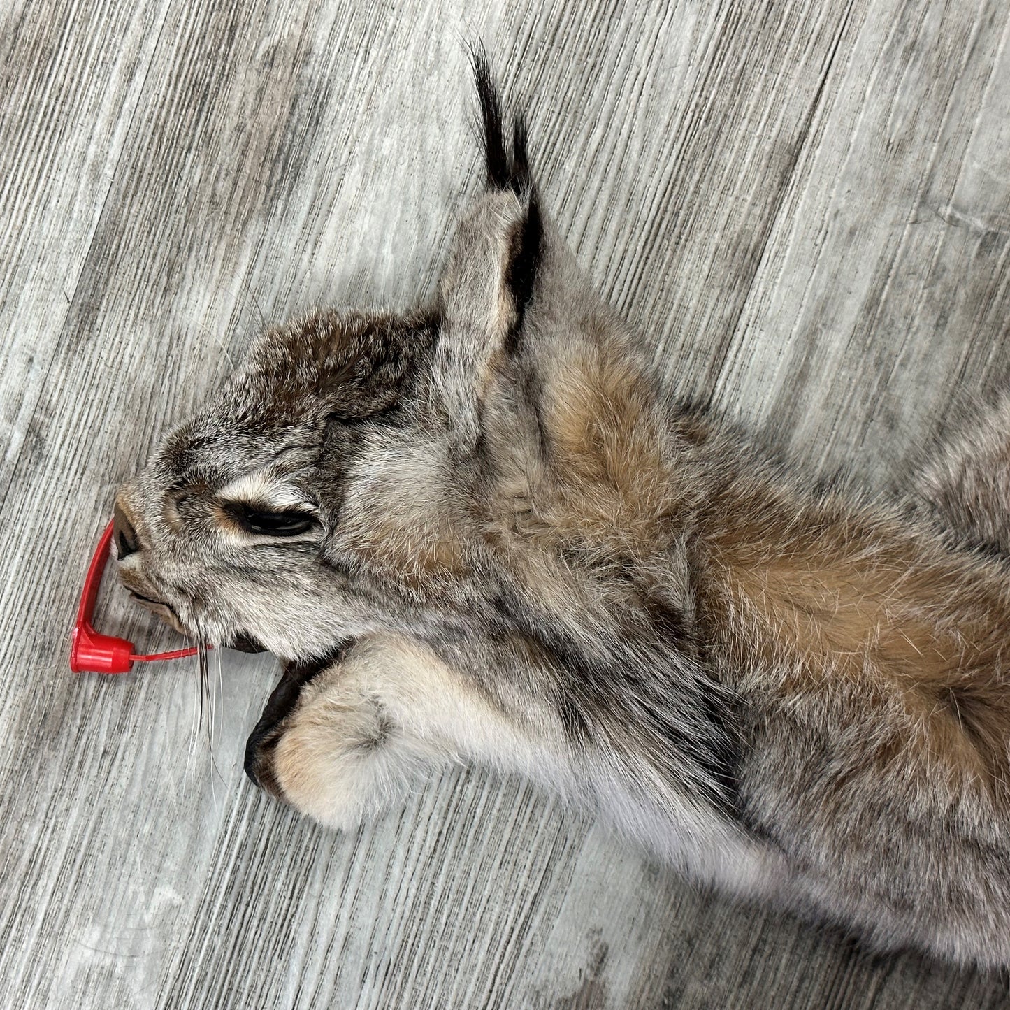 PEAU - LYNX #0000953
