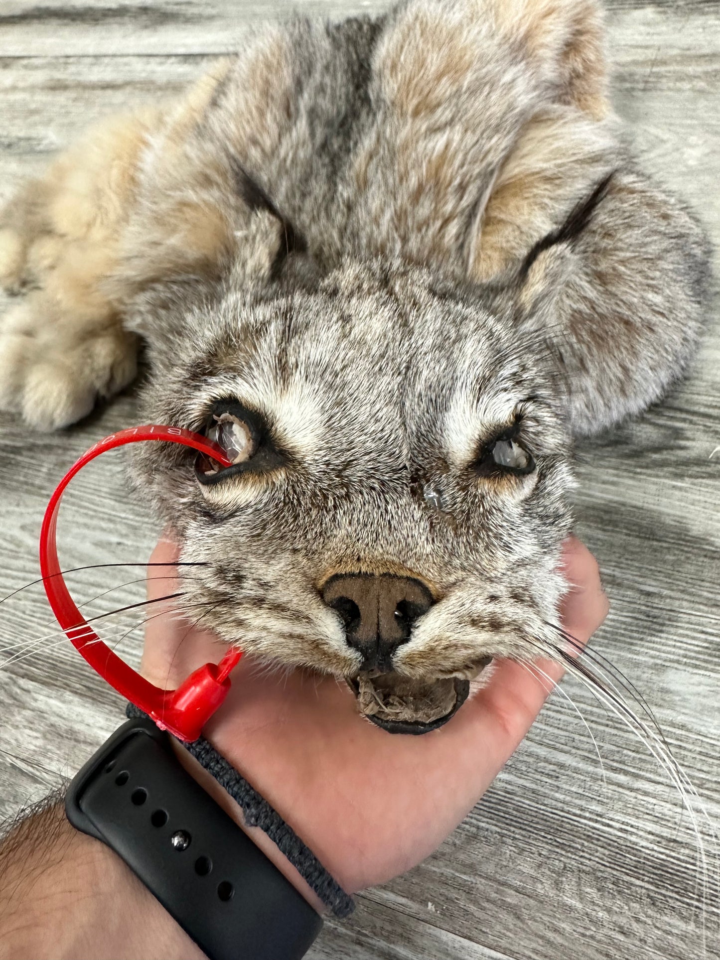 PEAU - LYNX #0000953