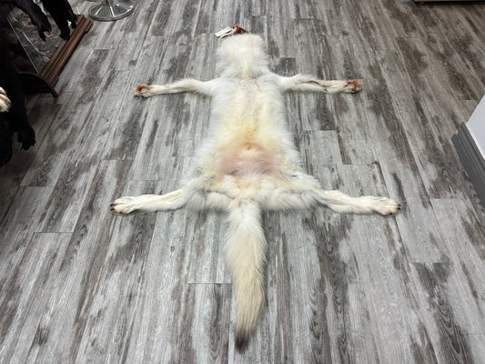 Peau - Loup Arctique #0000990