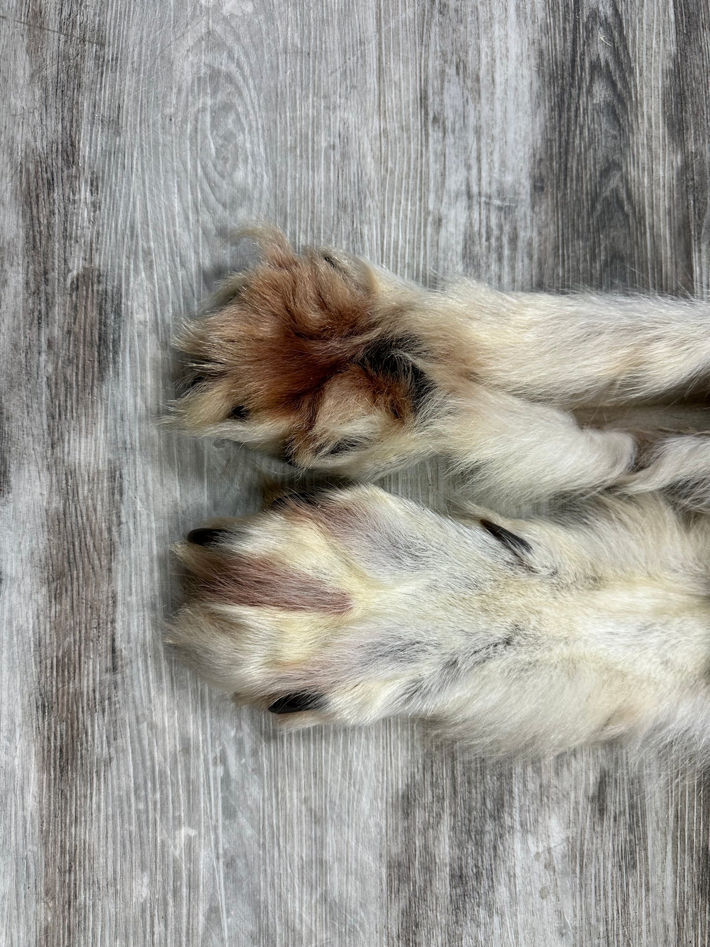 Peau - Loup Arctique #0000990