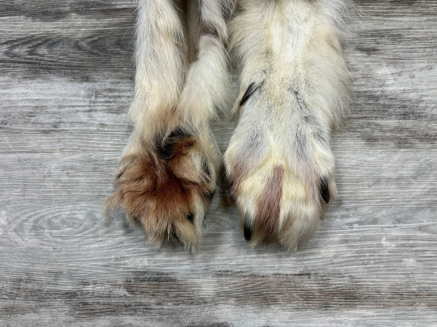 Dressed Skin - Arctic Wolf #0000990
