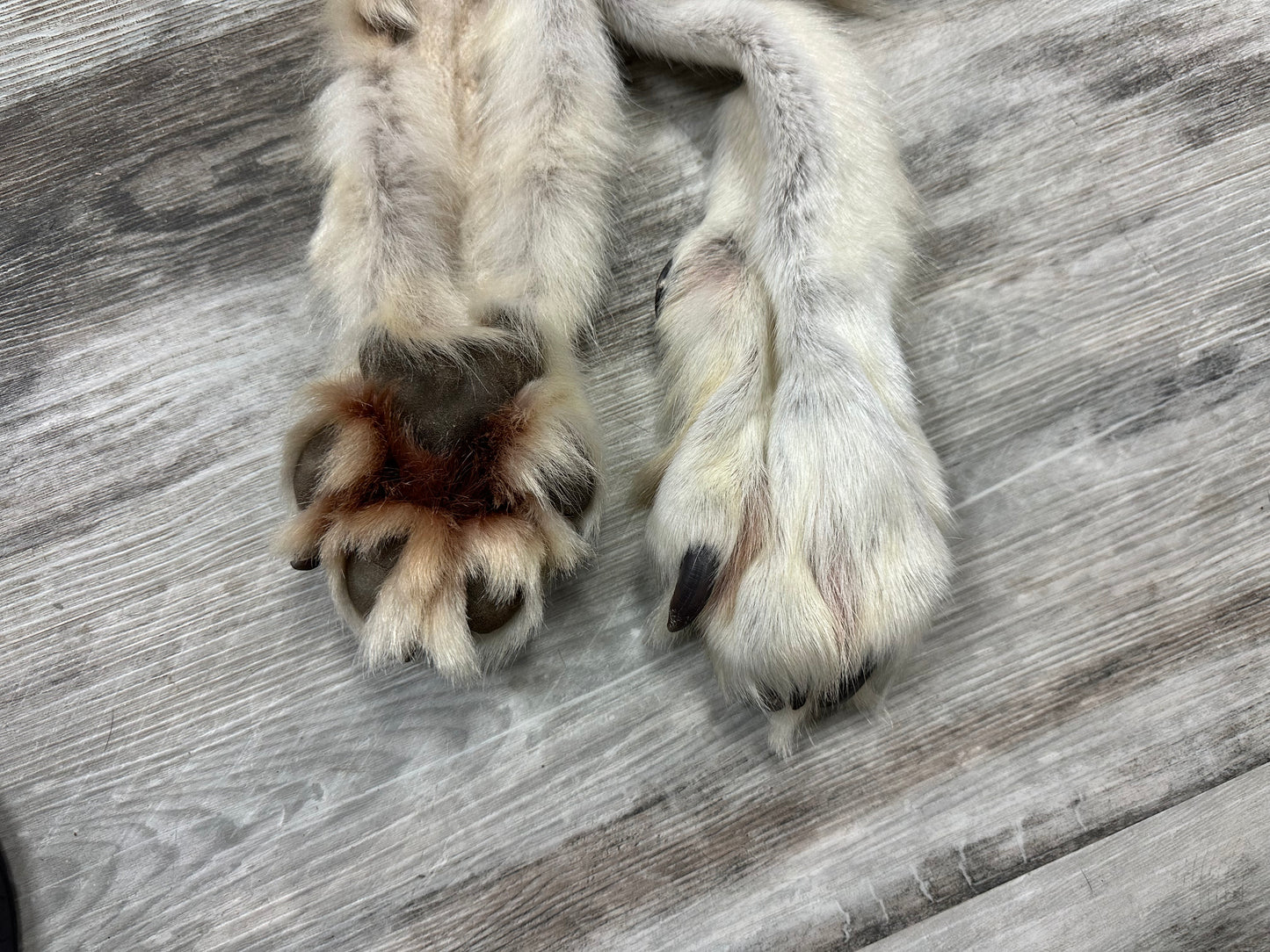 Peau - Loup Arctique #0000991