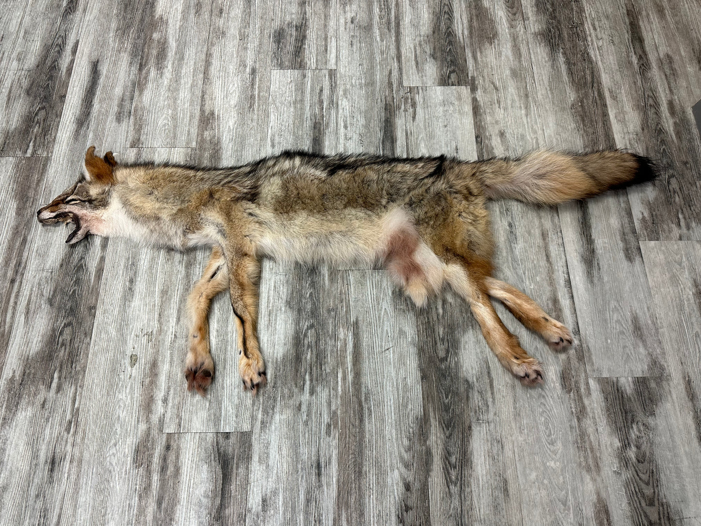 Peau - Loup des bois #0001001