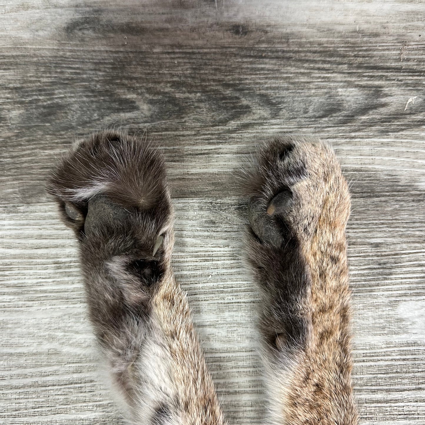 Dressed Skin - Bobcat #0001010