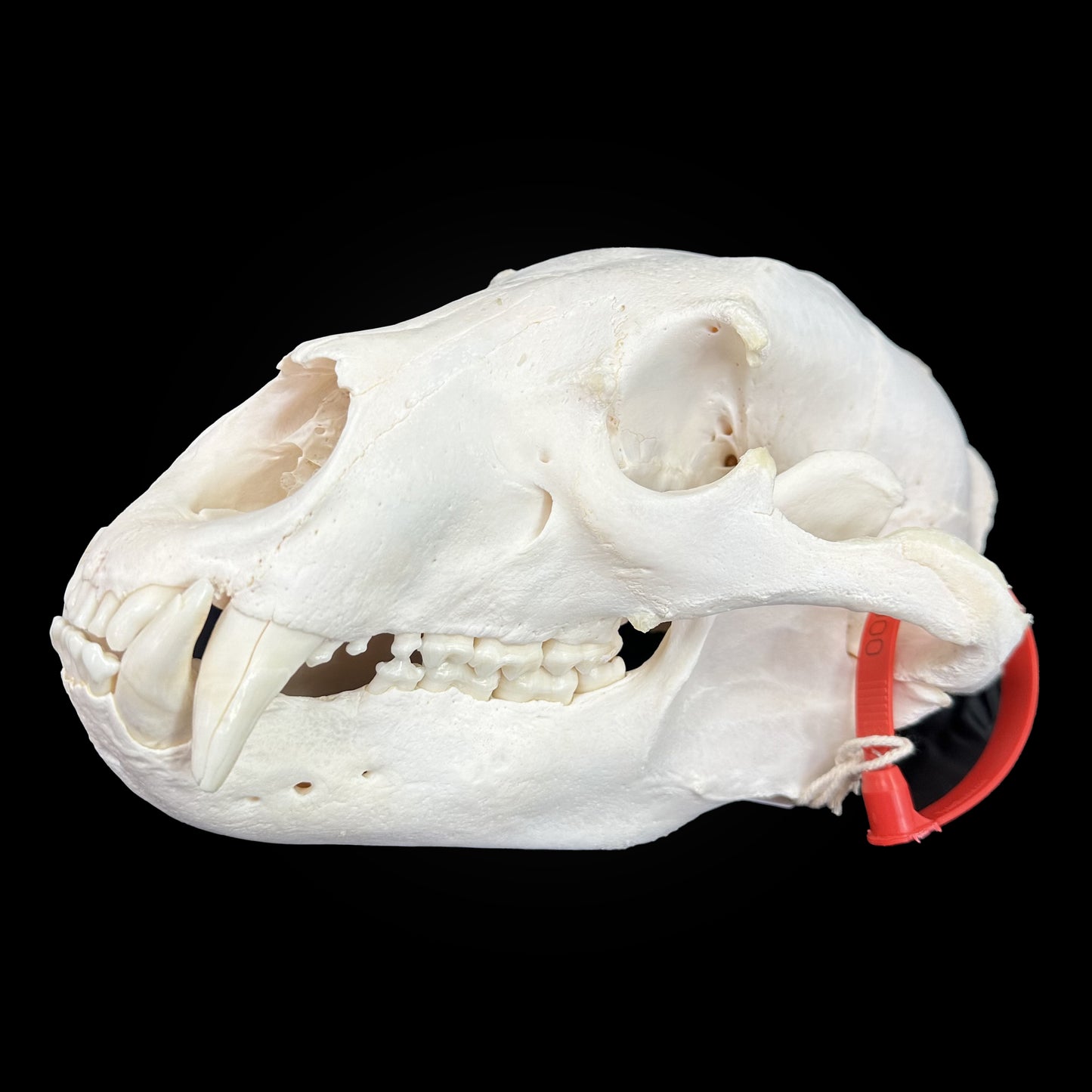 CRÂNE BLANCHI - OURS NOIR - TAGBC 0001045
