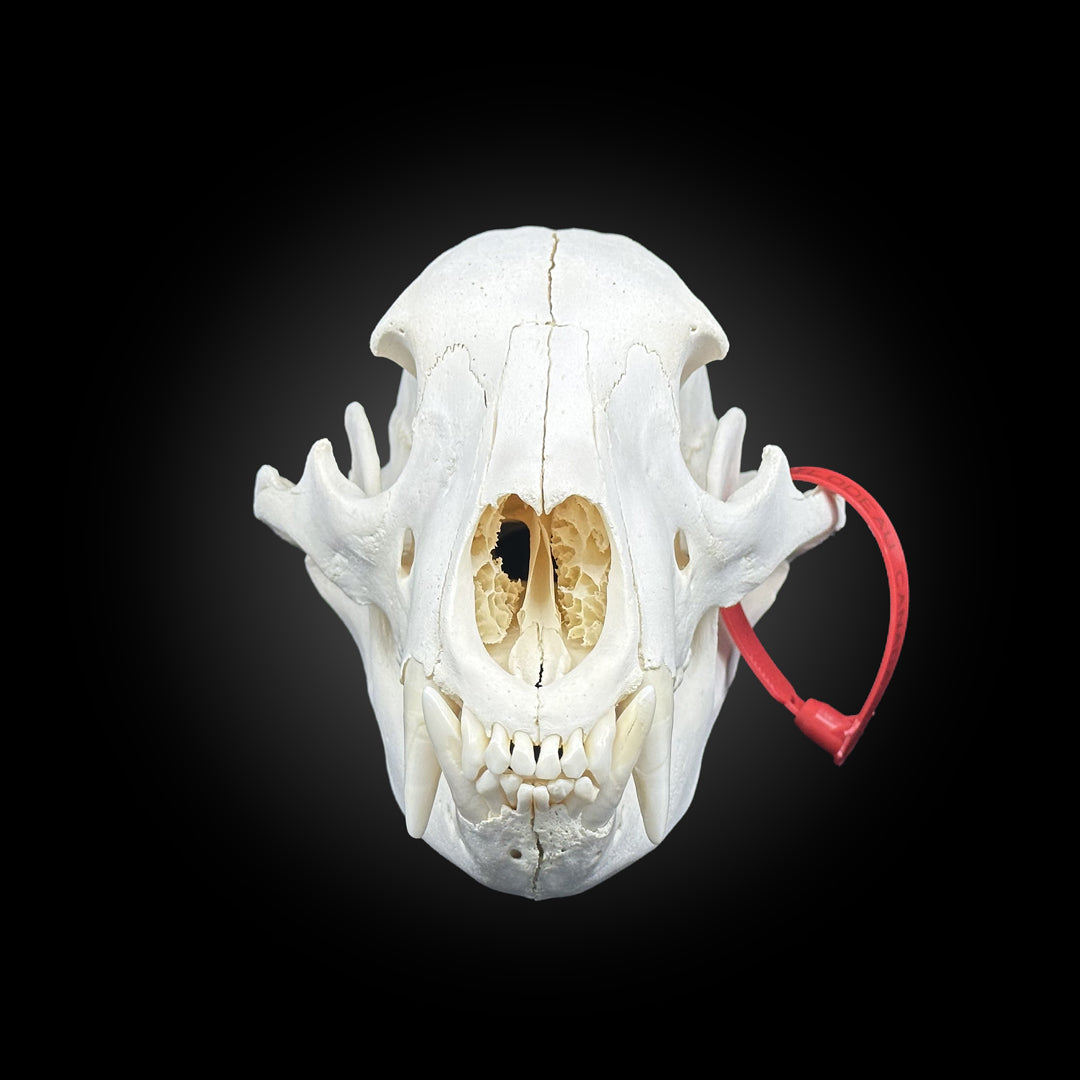 Black bear bleached skull - #0001248
